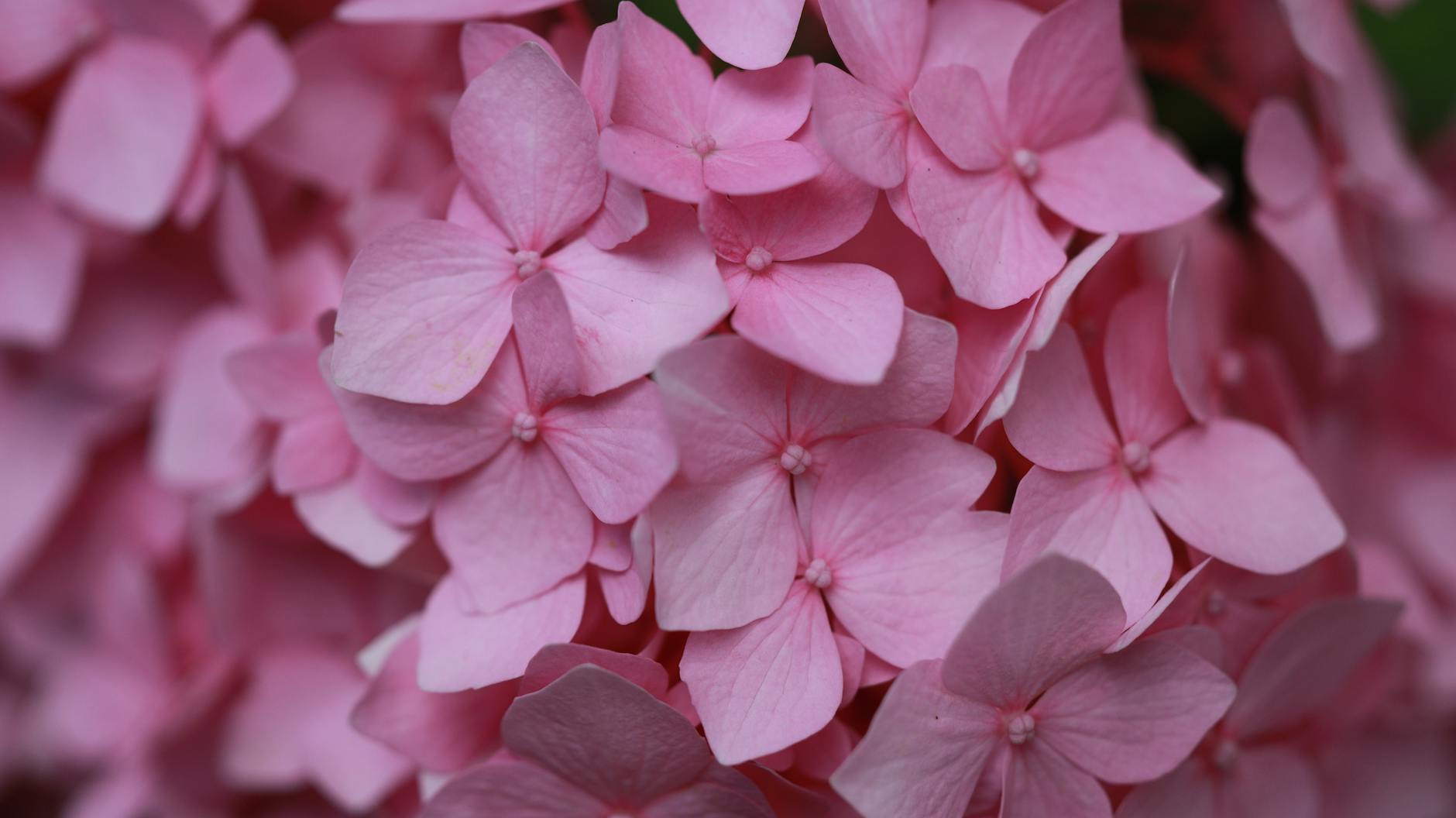 The right distance helps promote lush blooms and healthier, more vibrant garden displays.