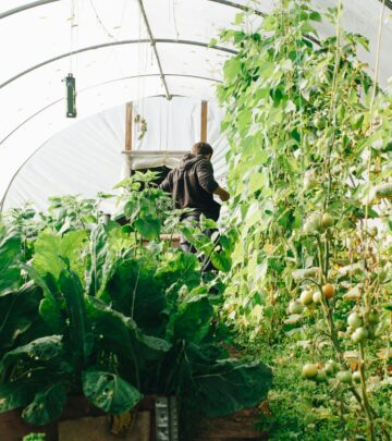A stylish compact shelter that protects seedlings, herbs, and succulents in any room.