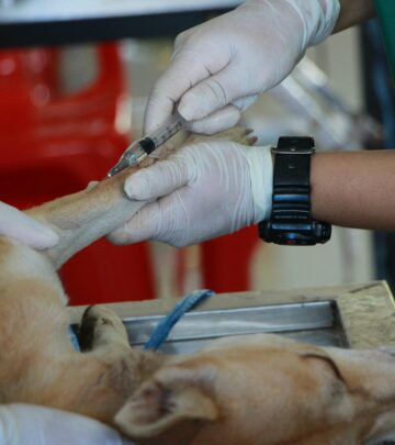 Imodium for Dogs: Uses, Dosage, Risks, and Alternatives
