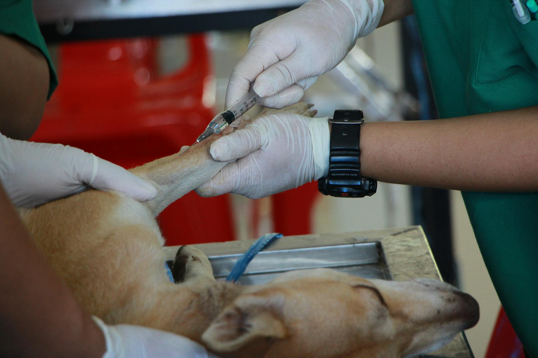 Veterinary guidance ensures safer home treatment and support for mild canine diarrhea.