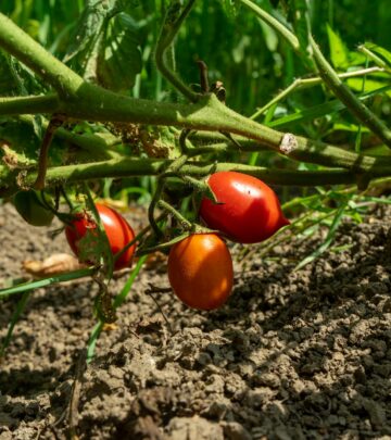 Digging, tilling, and organic matter break up compacted ground to encourage healthy roots.
