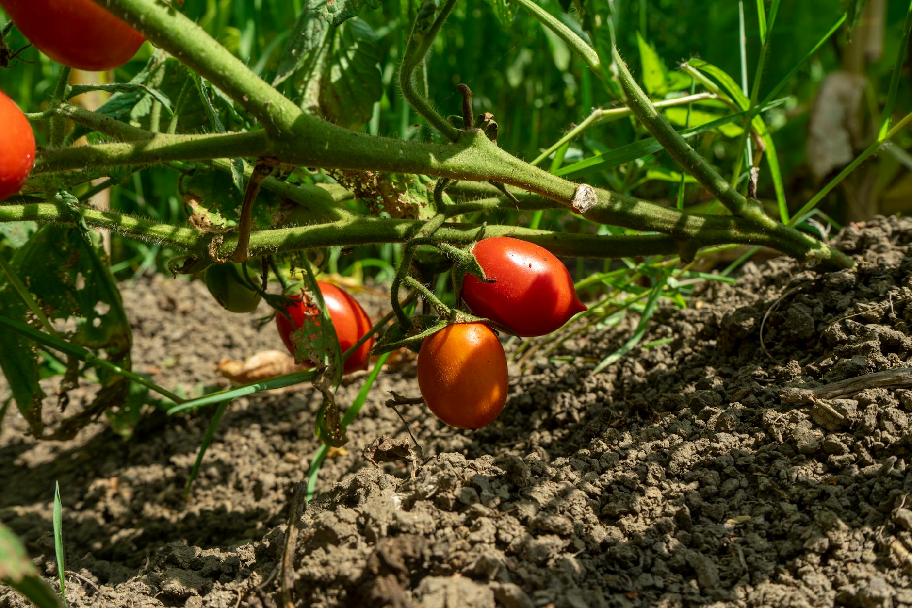 How to Improve Hard Soil Fast: Practical Tips for Thriving Gardens Digging, tilling, and organic matter break up compacted ground to encourage healthy roots.