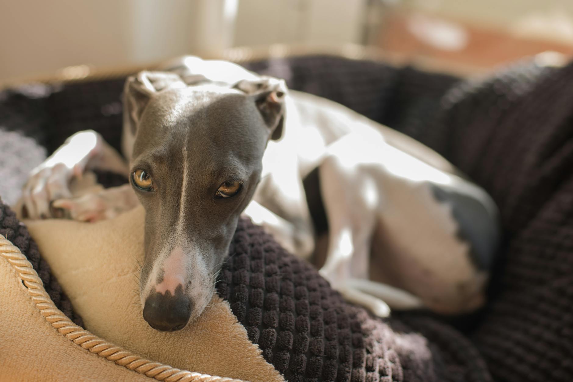 The Ins and Outs of Potty Pad Training for Puppies and Dogs Give your puppy an accident-free home life with consistent indoor bathroom habits.