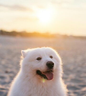 Is the Samoyed the Right Dog for You? Traits, Care & Considerations
