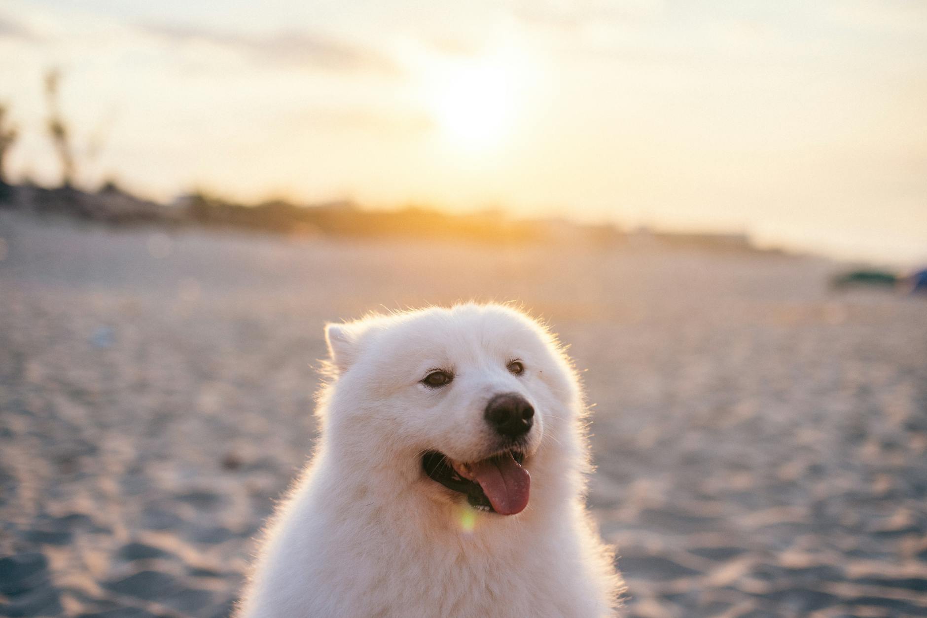 Is the Samoyed the Right Dog for You? Traits, Care & Considerations An energetic, fluffy breed that thrives on play, mental challenges, and family bonds.