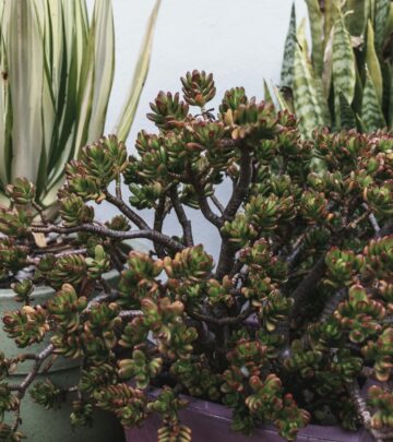 Crassula ovata: A Comprehensive Guide to Jade Plant Care