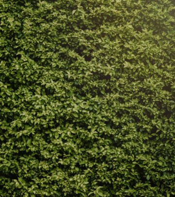 Give overgrown borders new life with traditional weaving methods for robust structure.