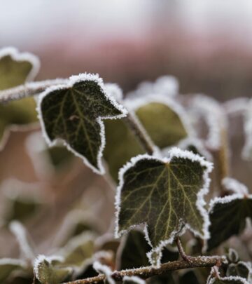 Effective root-targeting strategies keep your garden safe without harsh chemicals.