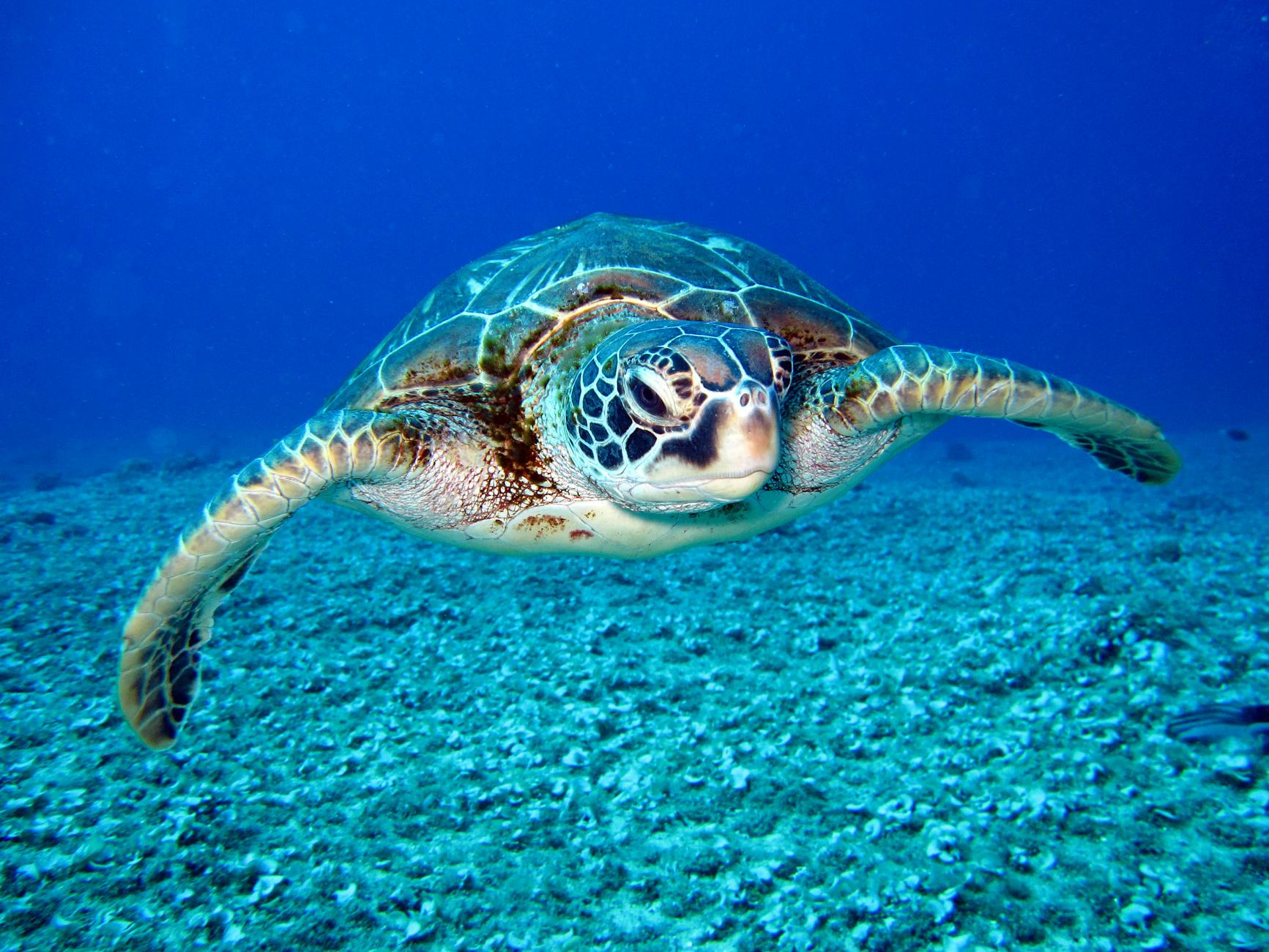 Backward keratin spines form a natural filter, channeling slippery prey toward digestion.
