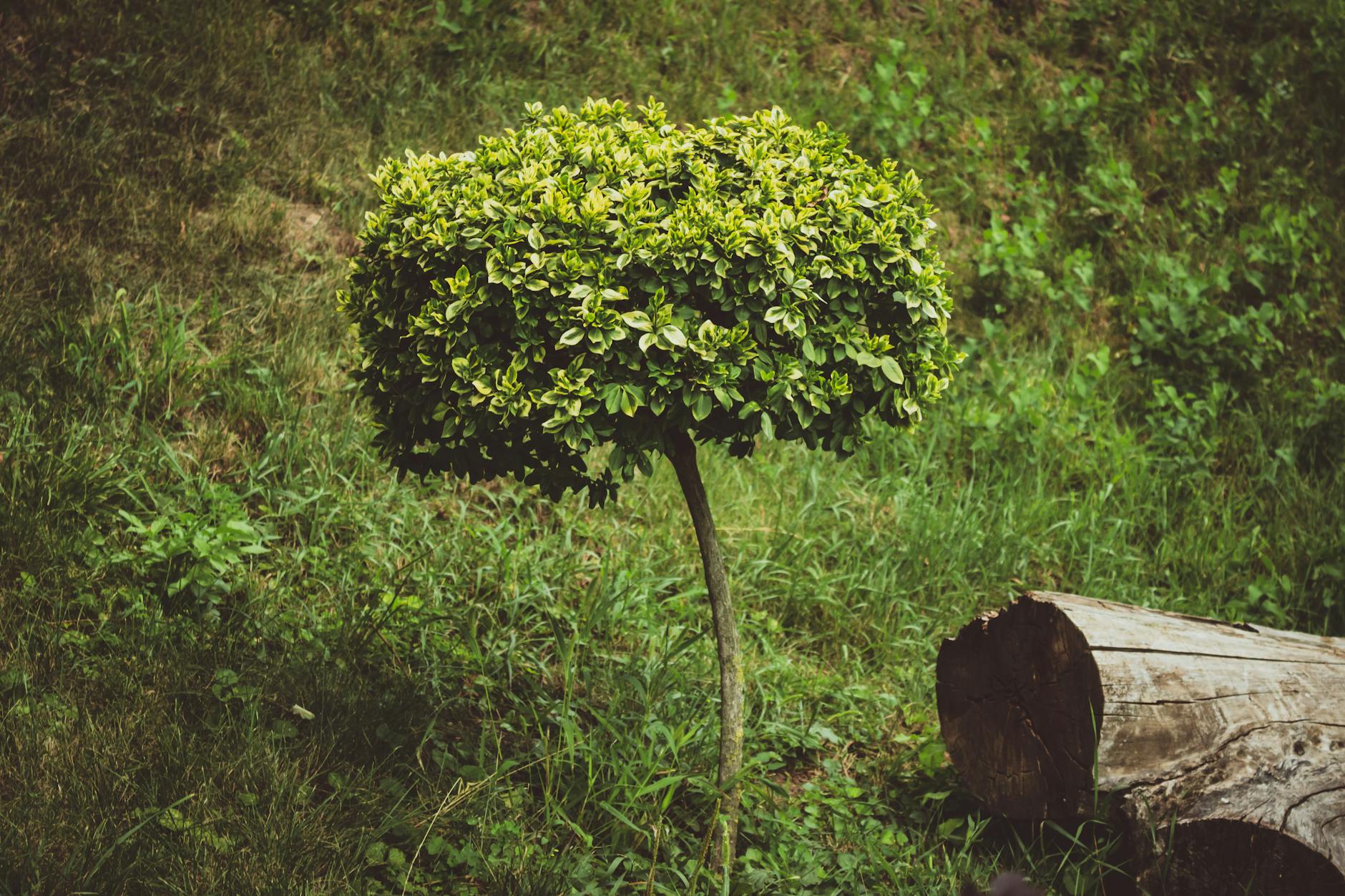 Enhance curb appeal with sculpted greenery that brings enduring structure and texture.