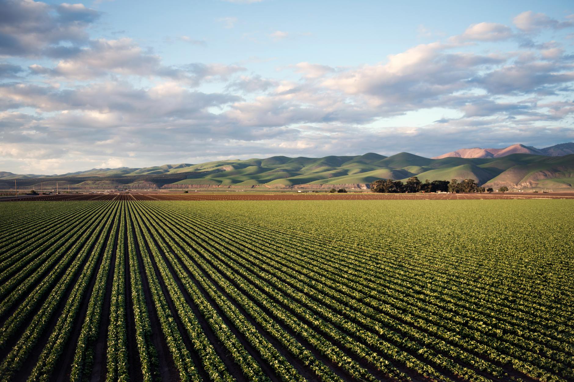Neglected fields transform into vibrant habitats that heal land and feed communities.