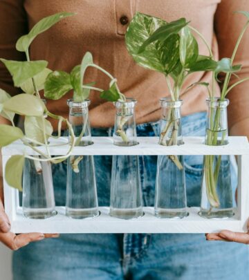Elevate indoor greenery with contrasting leaf patterns and optimal lighting balance.