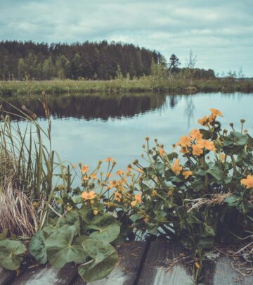Marsh Marigold Planting Guide: Grow Caltha palustris for Wetland Beauty