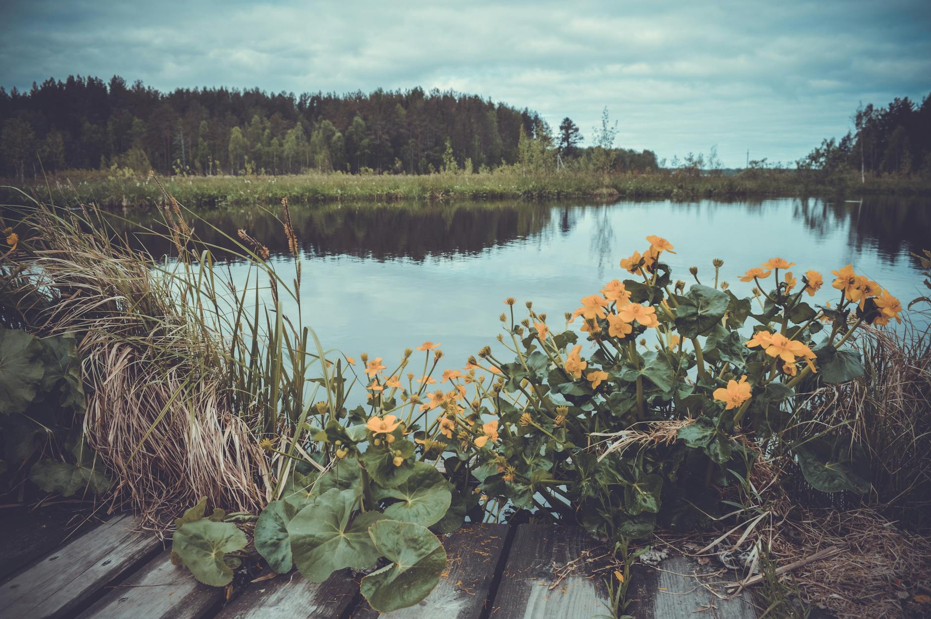 Marsh Marigold Planting Guide: Grow Caltha palustris for Wetland Beauty Bright yellow blooms enliven damp corners while nourishing early emerging pollinators.