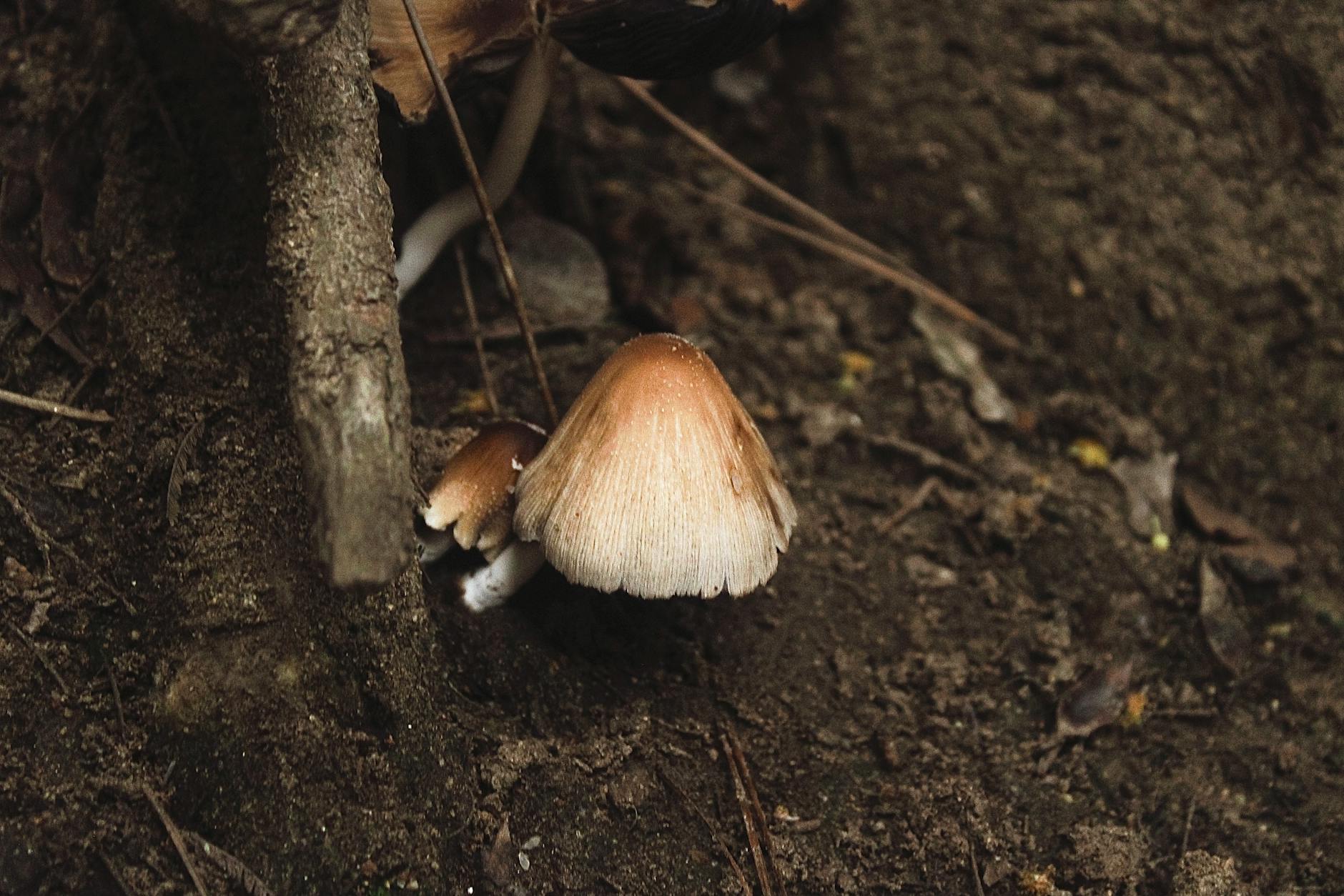 Subtle aroma and habitat cues guide you to genuine mushrooms hidden in the forest floor.