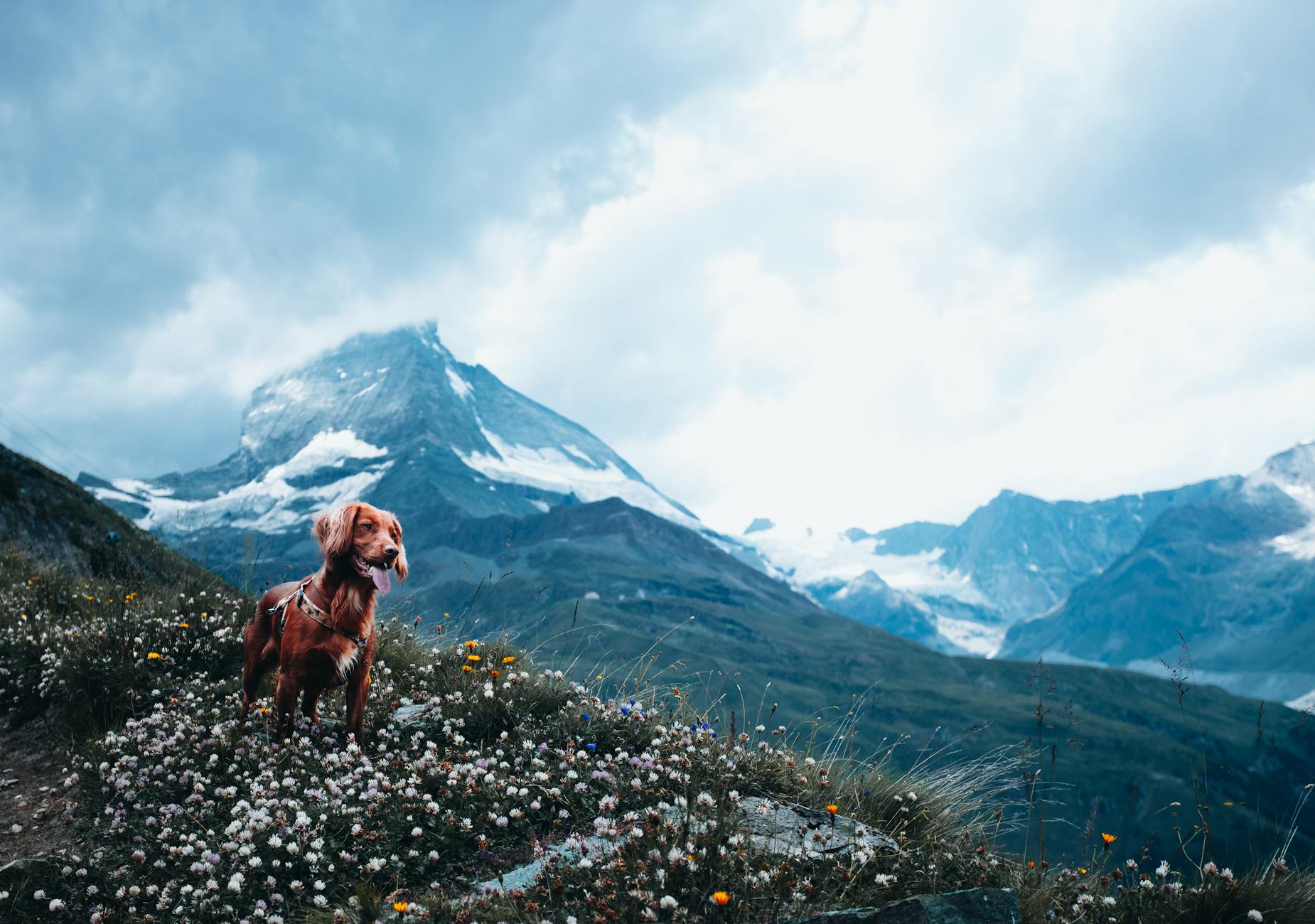 Meet the Setter Breeds: Beauty, Brains, and Bird Sense These hunting companions add a graceful presence, sharp instincts, and loyal affection.