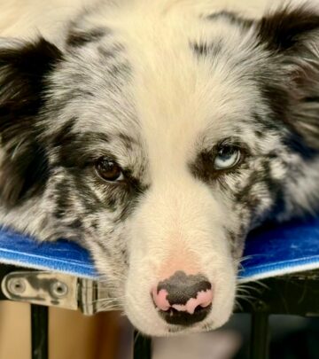 Merle Dogs: Genetics, Breeds, and Considerations