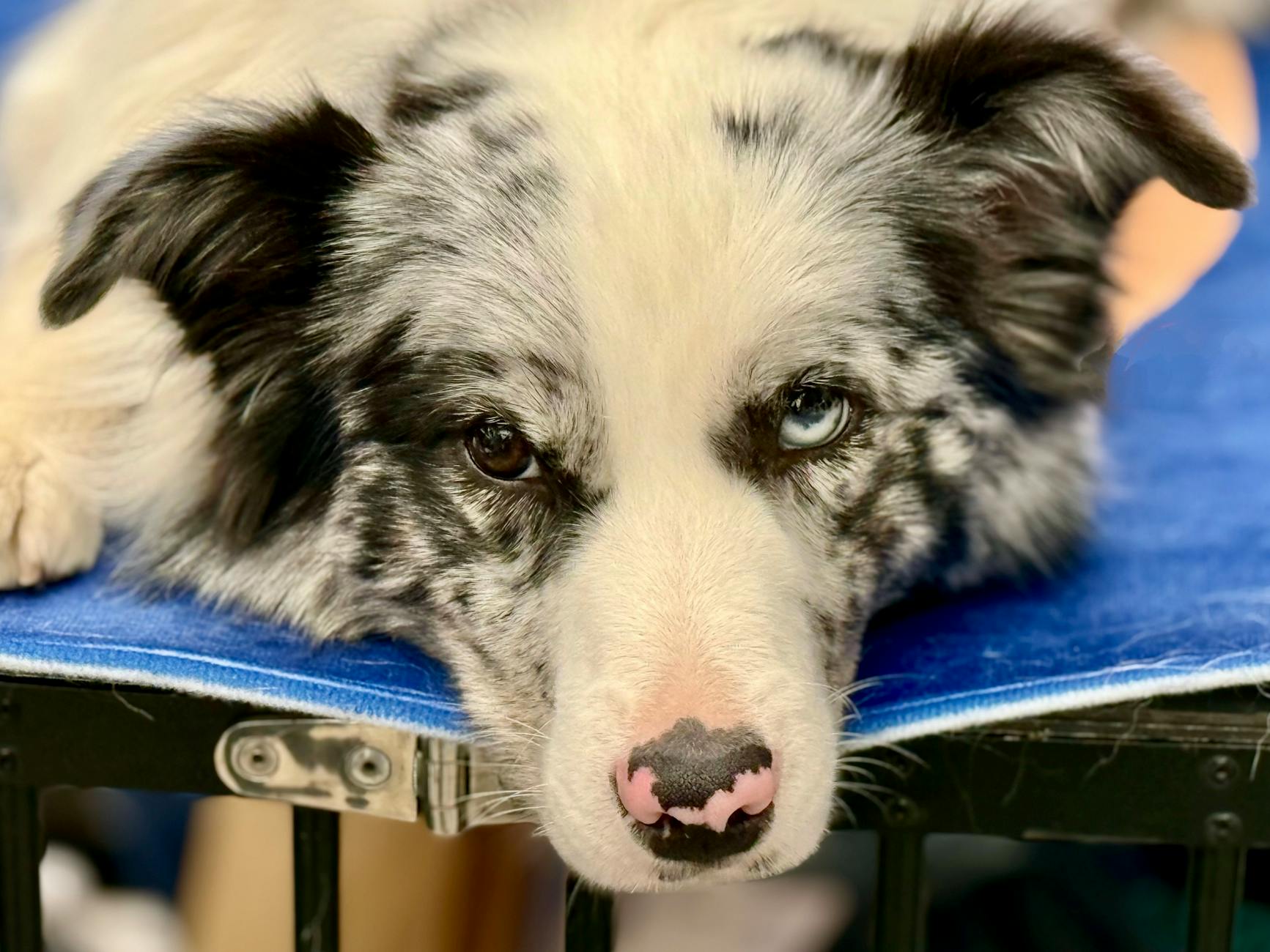 Understanding gene mutation helps breeders prevent hearing and vision issues.
