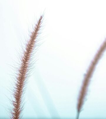 12 Inspired Landscape Ideas for Using Mexican Feather Grass