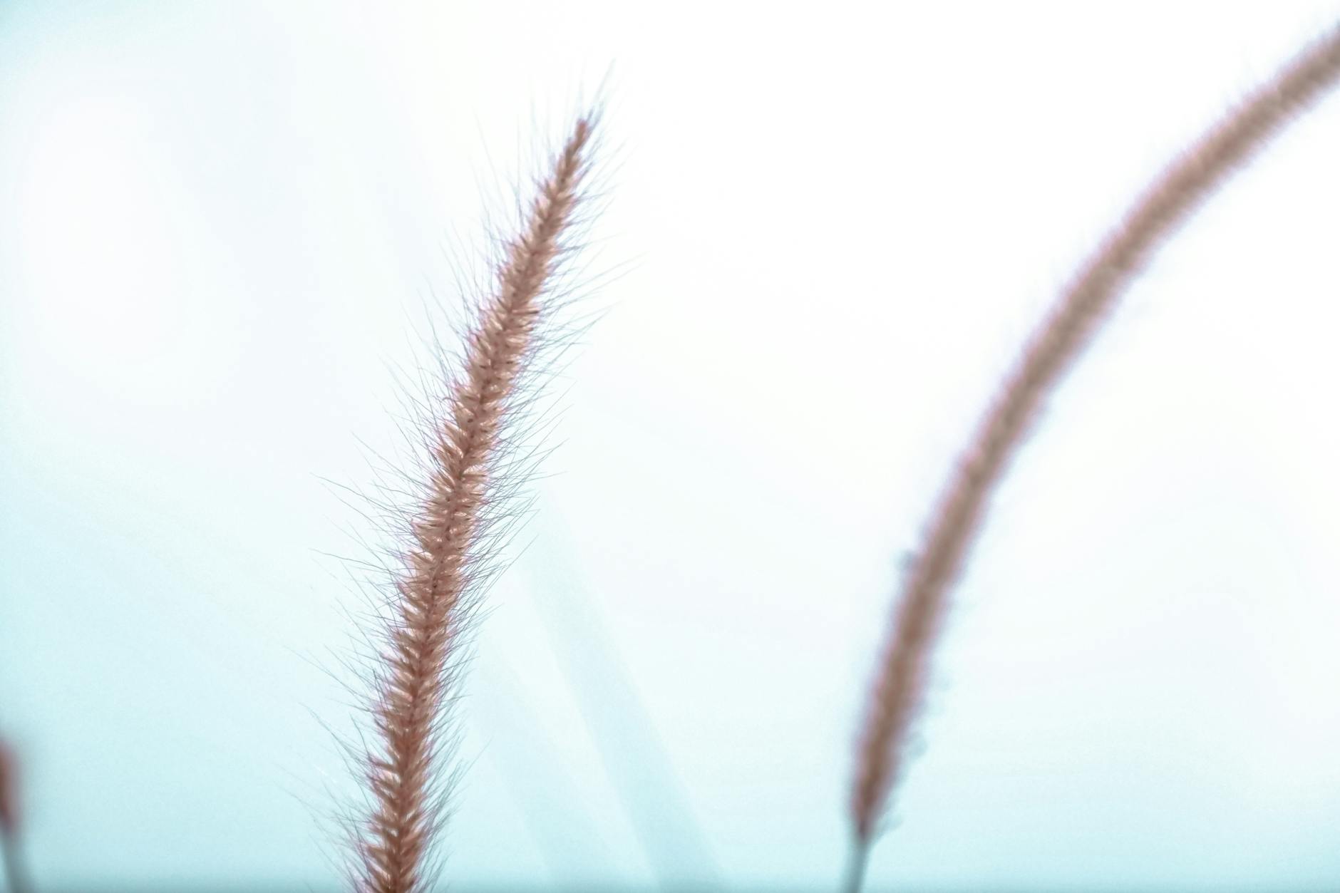 Soft golden plumes add dynamic movement and low-water beauty to every garden setting.
