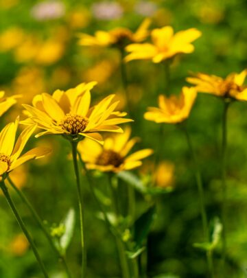 Pick hardy plants that endure frost and heat and deliver vibrant color with easy upkeep.