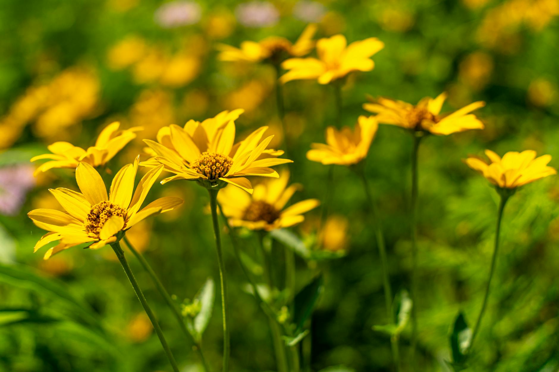 Pick hardy plants that endure frost and heat and deliver vibrant color with easy upkeep.