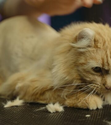 These whiskered felines prove that facial markings can turn any kitty into a star.