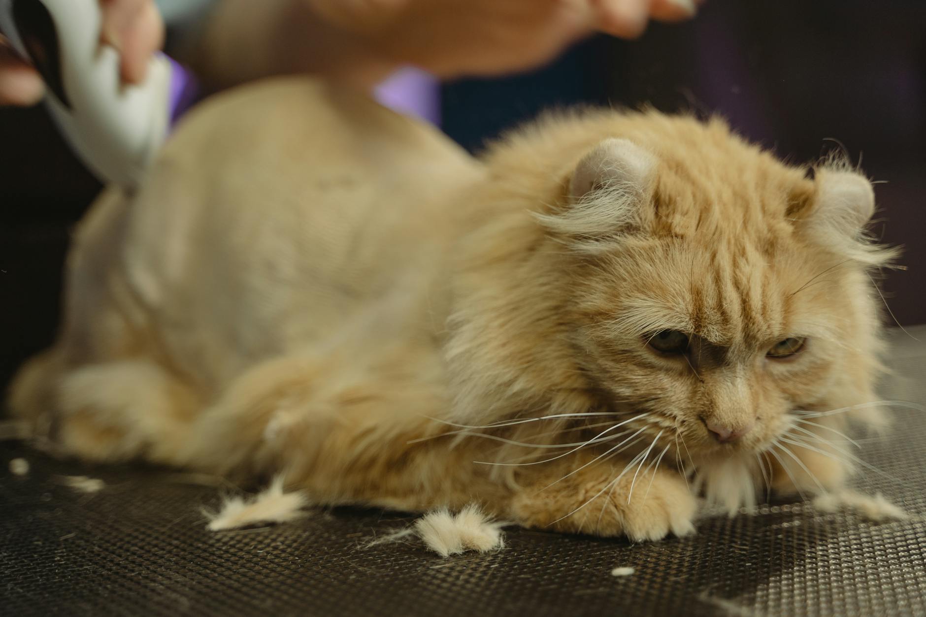 These whiskered felines prove that facial markings can turn any kitty into a star.