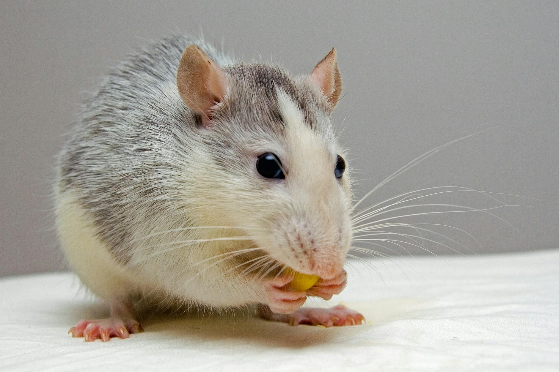 Forced perspective and folklore often inflate the size of elusive oversized rodents.