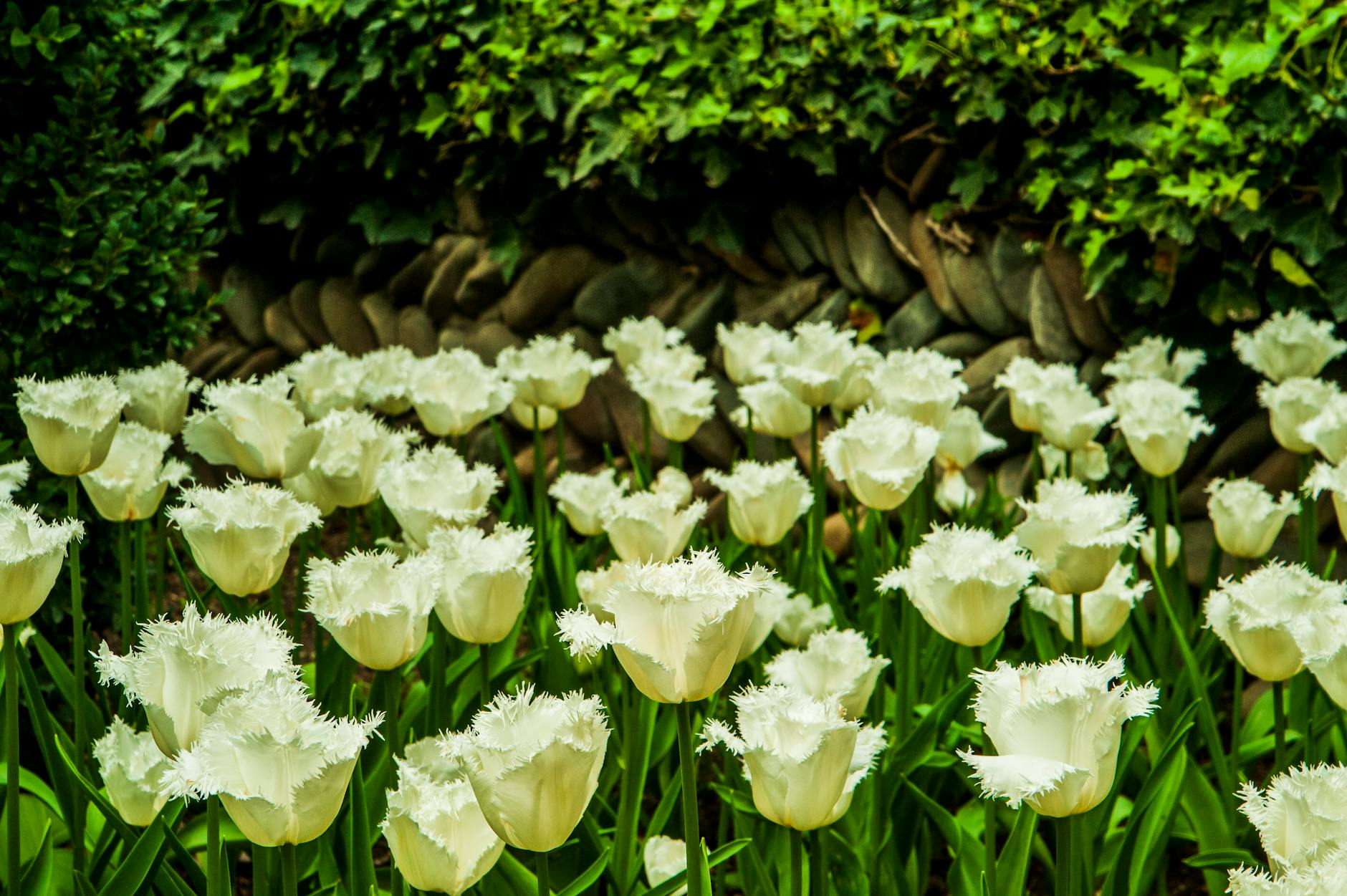 Neon Garden Plants Electrify your yard with selections that lure pollinators and enliven every corner.