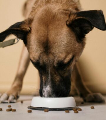 The Ultimate New Puppy Checklist: Everything You’ll Need for a Happy, Healthy Home