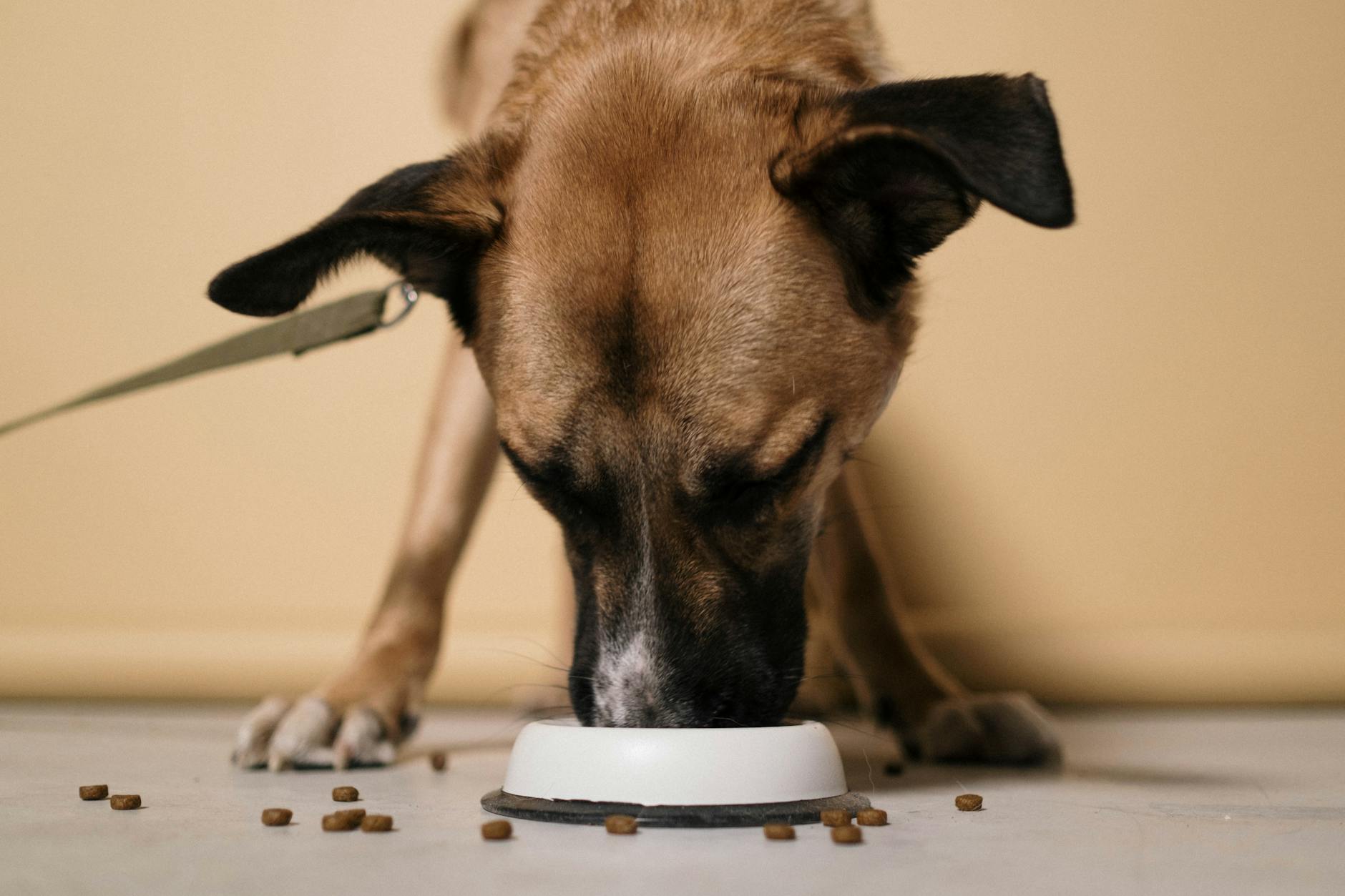 Create a secure corner where your four-legged friend can settle in and feel at home.