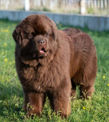 The Rich and Storied History of the Newfoundland Dog