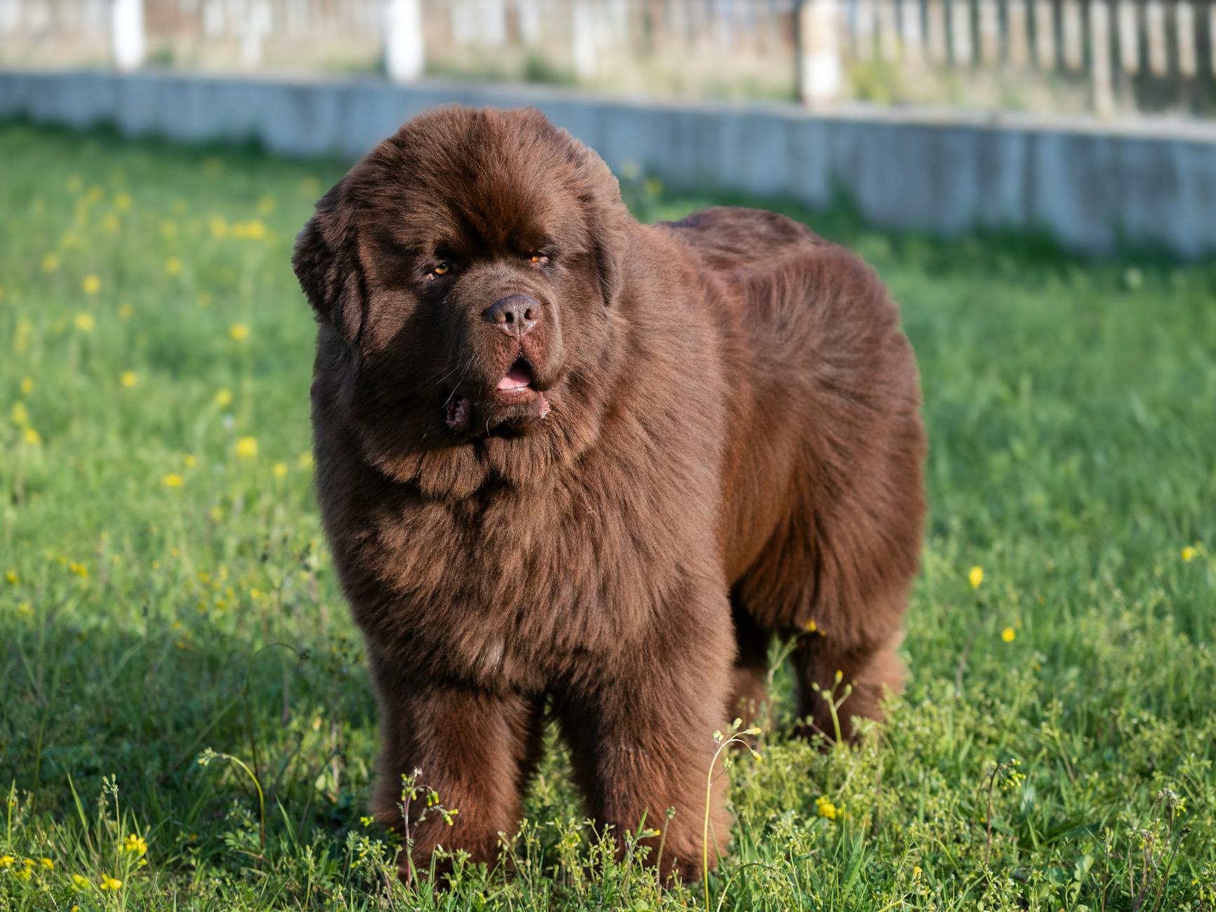 The Rich and Storied History of the Newfoundland Dog Shaped by coastal toil, this giant embodies unwavering strength and steadfast loyalty.