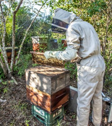 Object of Desire: Embracing Wild Bee Hives for Natural Gardens