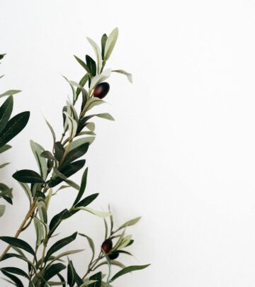 Olive Branches: Reimagining the Ancient Symbol of Peace and Resilience