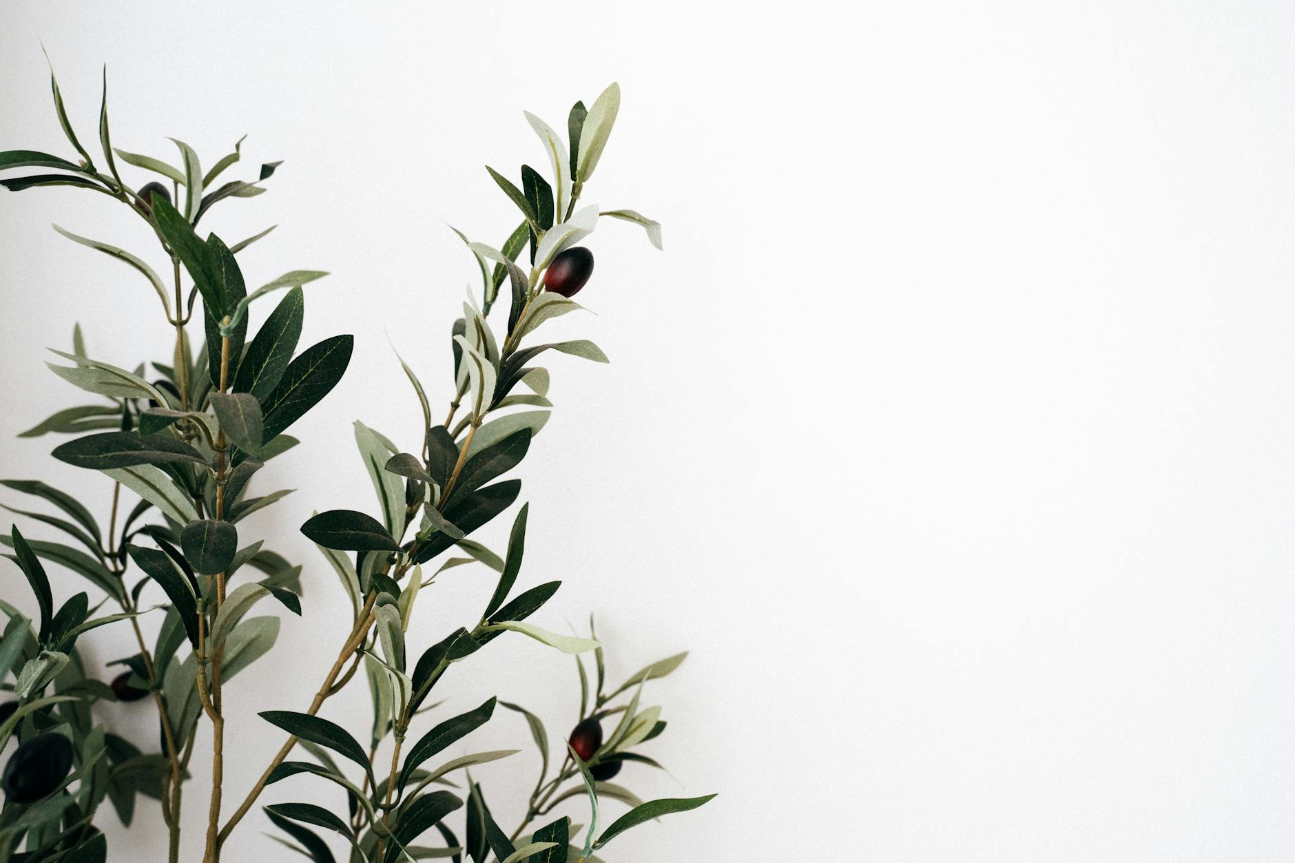 Olive Branches: Reimagining the Ancient Symbol of Peace and Resilience An emblem of tranquility that brings sculptural form and timeless elegance outdoors.