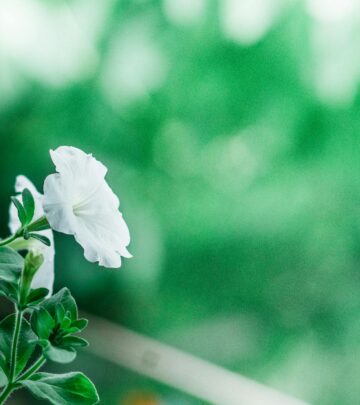 Balancing water, nutrients, and pest control brings back lush foliage and vibrant blooms.