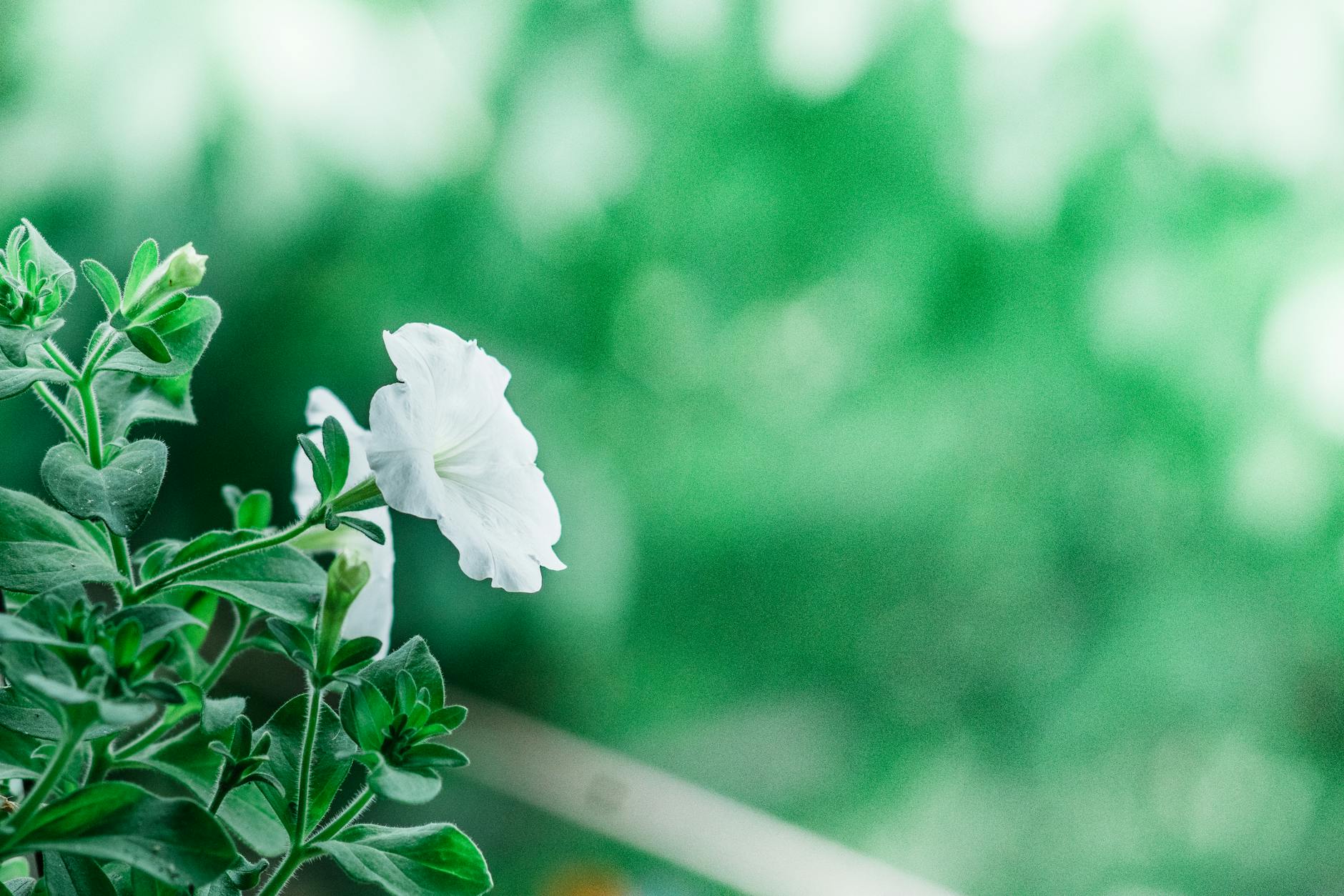 7 Reasons Petunia Leaves Turn Yellow and How to Fix Them Balancing water, nutrients, and pest control brings back lush foliage and vibrant blooms.