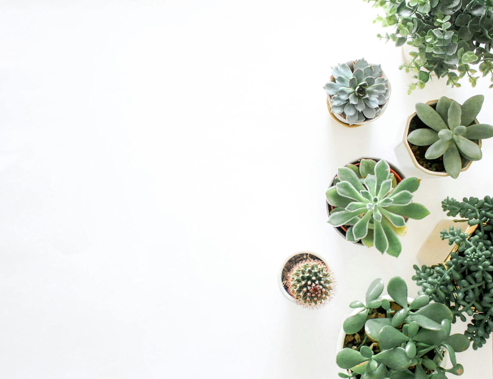 Compact, drought-tolerant plants that develop stunning hues with minimal care.