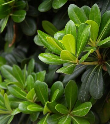 Pittosporum: The Versatile Evergreen Shrub for Modern Landscapes