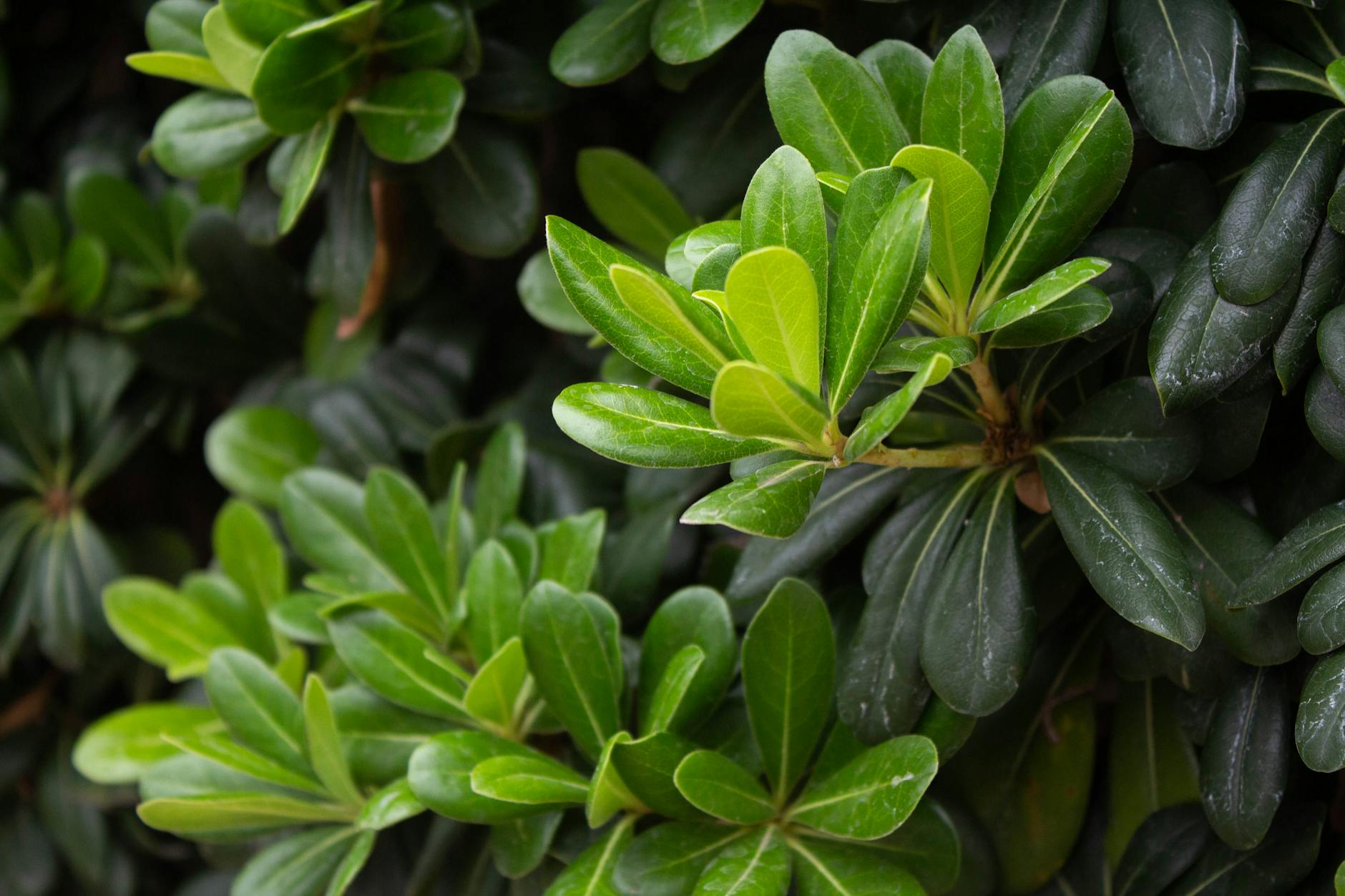 Discover resilient shrubs that shape your garden with effortless all-season greenery.