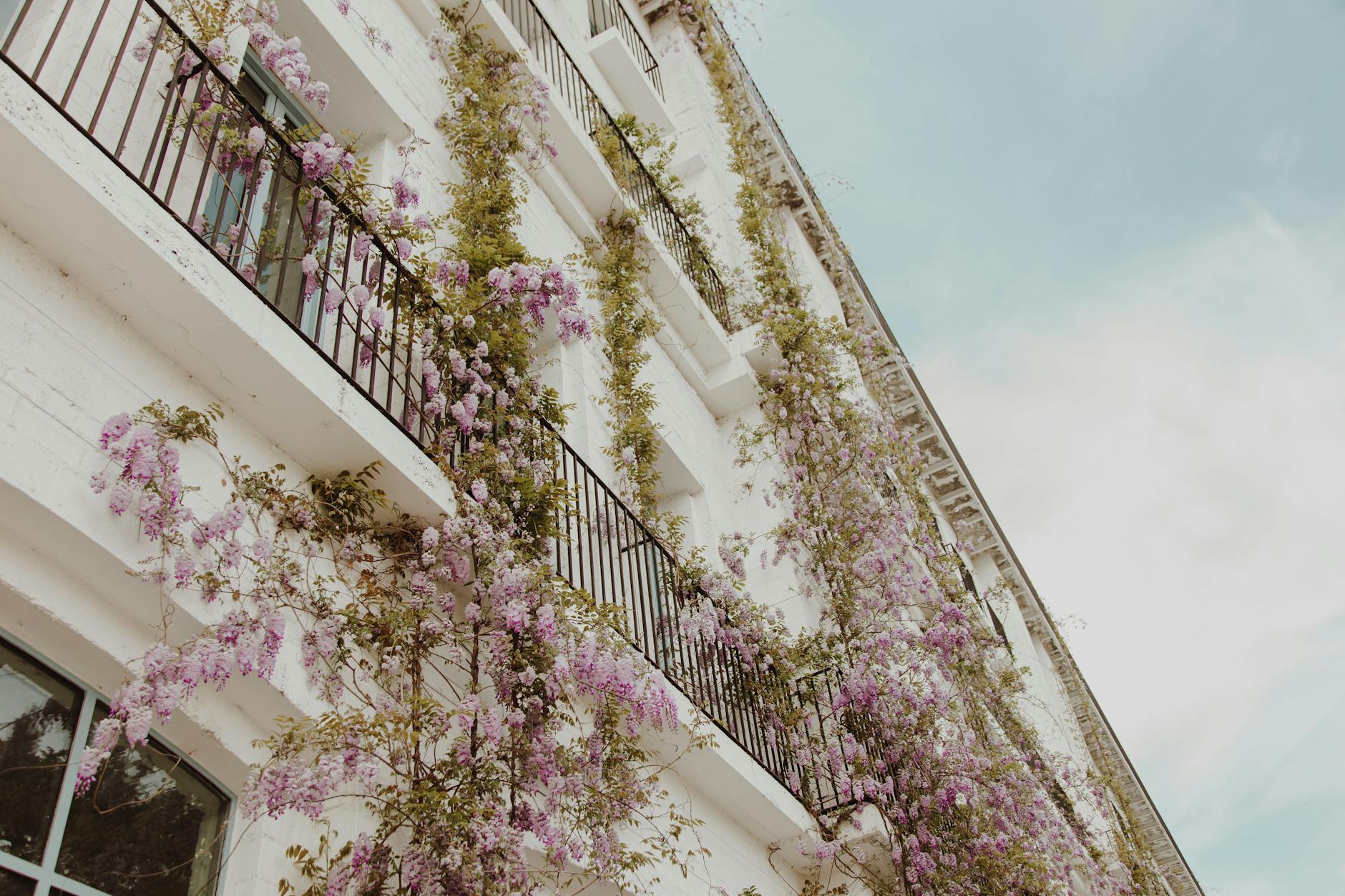 Bold floral cascades deserve careful training to flourish beautifully year after year.
