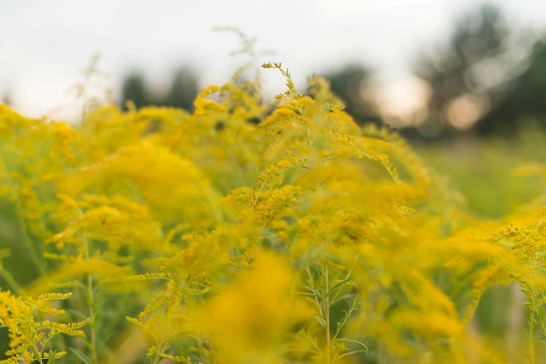 Ragweed: Foraging Beyond the Allergen Myth Turn a common weed into a flavorful kitchen ingredient with simple harvesting techniques.