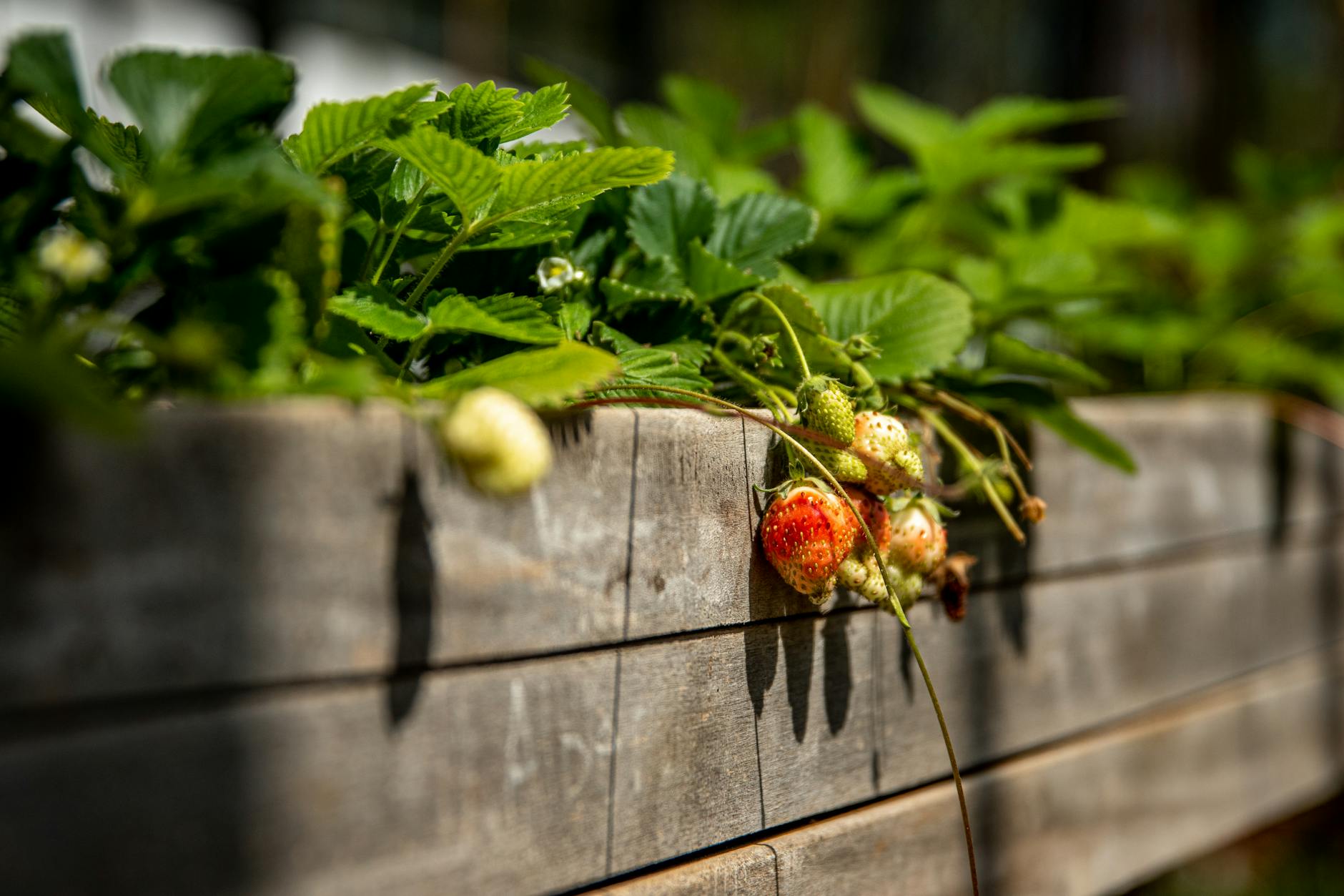 Building a Raised Bed on a Slope: Expert Methods for Success Turn uneven terrain into level plots that fight erosion and flourish year after year.