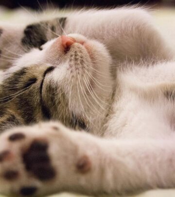 A fragile kitten’s early struggles show how empathy and care foster remarkable growth.