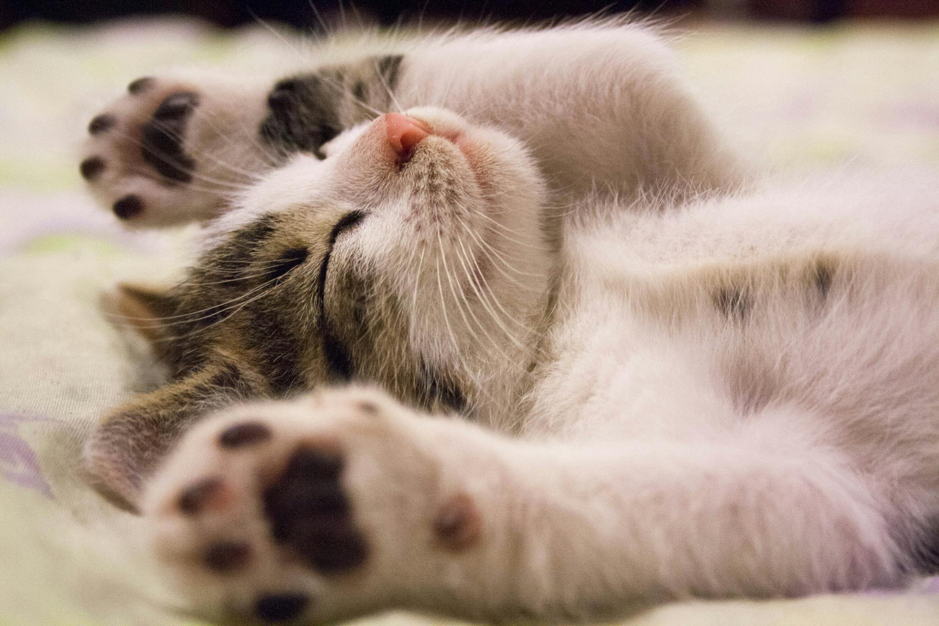 A fragile kitten’s early struggles show how empathy and care foster remarkable growth.