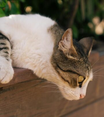 Compassionate care and simple grooming tools can free cats from painful tangles.