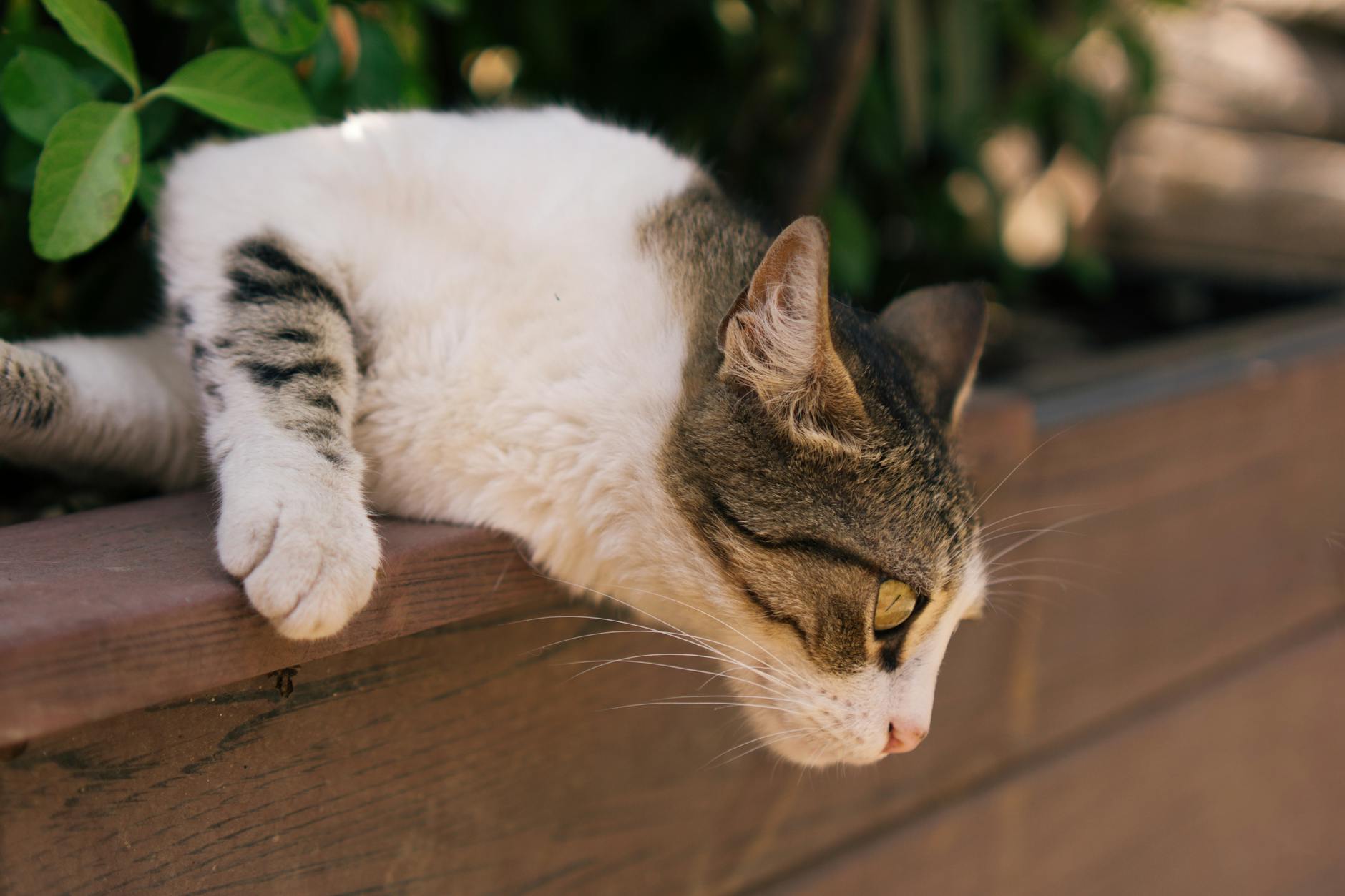 Compassionate care and simple grooming tools can free cats from painful tangles.