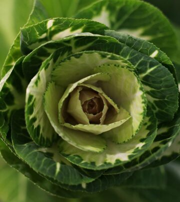Give plain cabbage a flavor upgrade with charred edges and a tender interior.